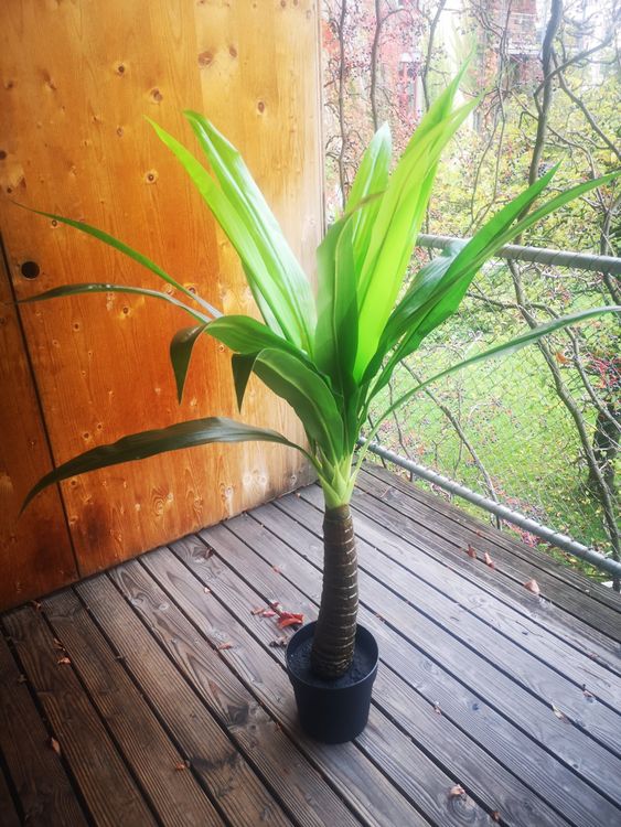Fejka Palme Ikea, 140cm, Kunstpalme Kaufen auf Ricardo
