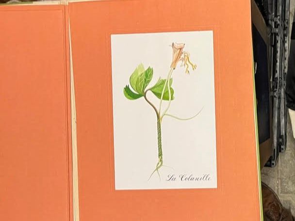 Libri: L' herbier imaginaire – Nuovo (secondo la descrizione) da Vevey venduto da yve_7dpw 2