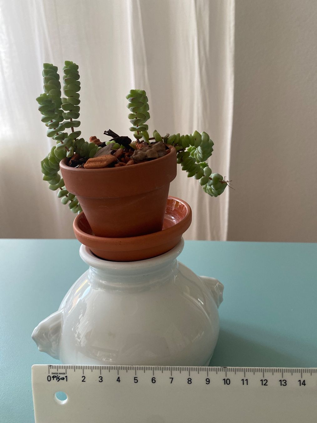 Plantes & graines: Felsendickblatt Sukulente 'Crassula' – Neuf (Voir description) à Zürich par echt01 3