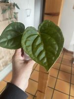 Anthurium Karma Crystallinum x Luxurians