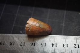 Fossiler Krokodilzahn (Kem Kem Basin)  Sammlerstück