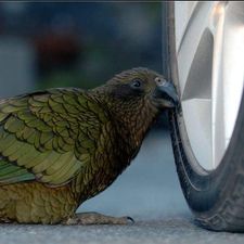 Profile image of kea.nz