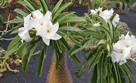 Madagaskar Palme  - Pachypodium Lamerei - 10 Samen