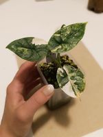 Alocasia Silver Dragon Variegata
