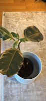Plante Ficus Elastica panaché bon état