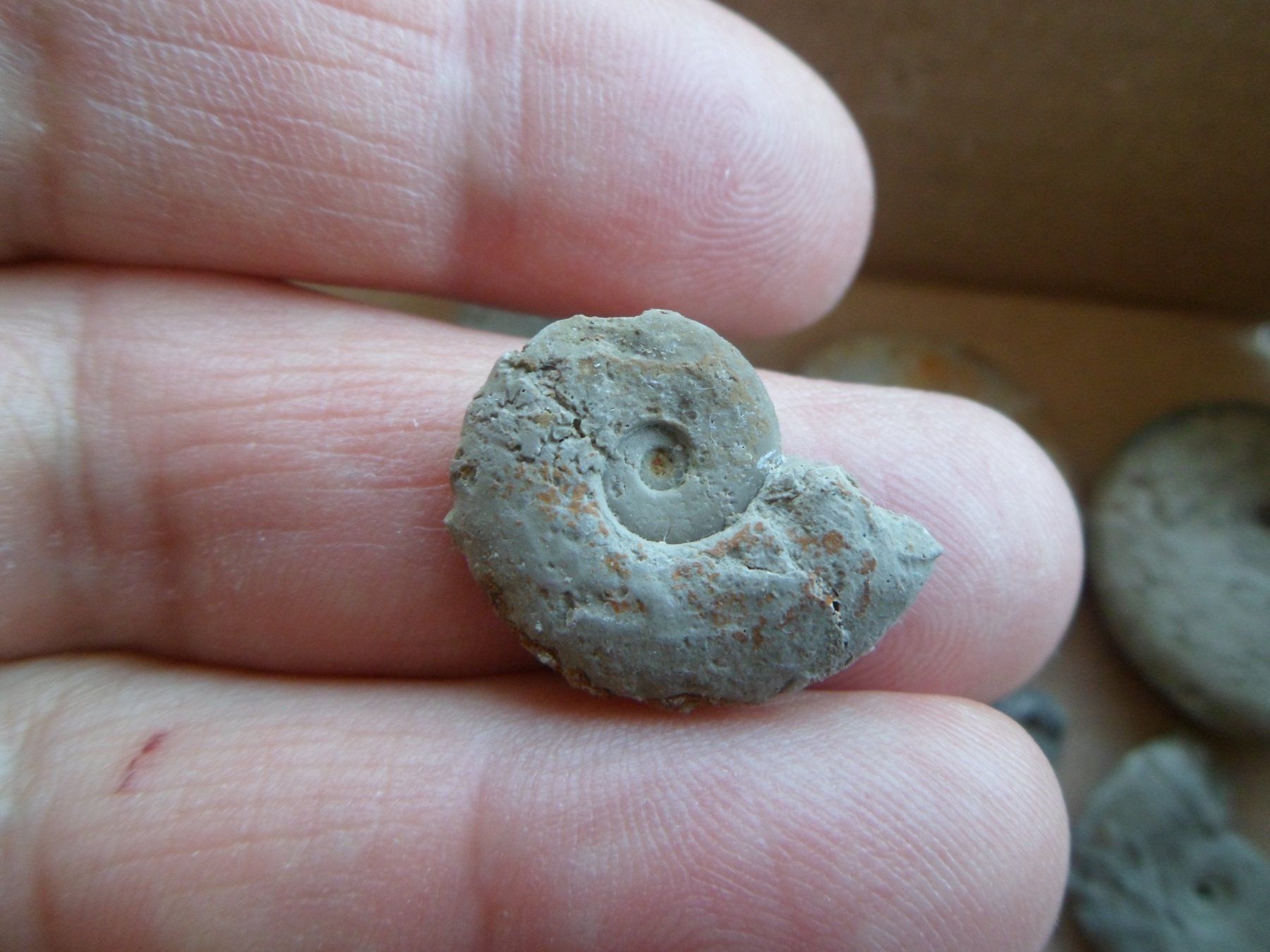 Fossiles: Fossilien Schweiz – D'occasion à Affoltern am Albis par Fossil60 5