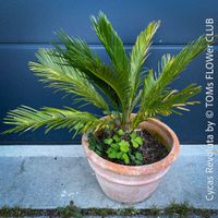 Cycas Revoluta – Japanischer Sagopalmfarn aus eigener Kultur
