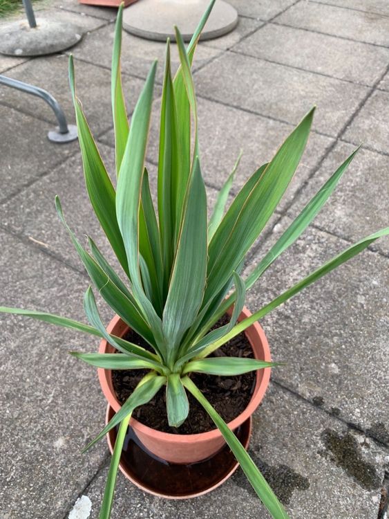 Yucca filamentosa GartenYucca Gartenpflanze winterhart Kaufen auf