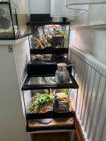 Terrarium mit Lampe und Zeitschaltuhren guter Zustand