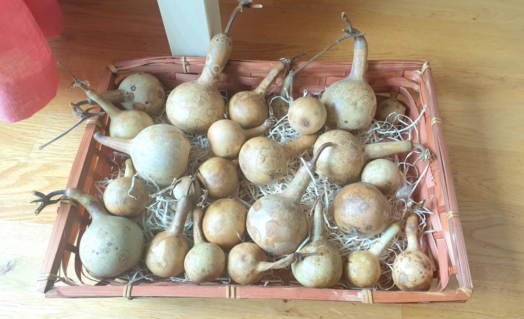 Piante & sementi: Super mini Kürbis Samen – Nuovo (secondo la descrizione) da Zürich venduto da The_Plant_Wizard 3