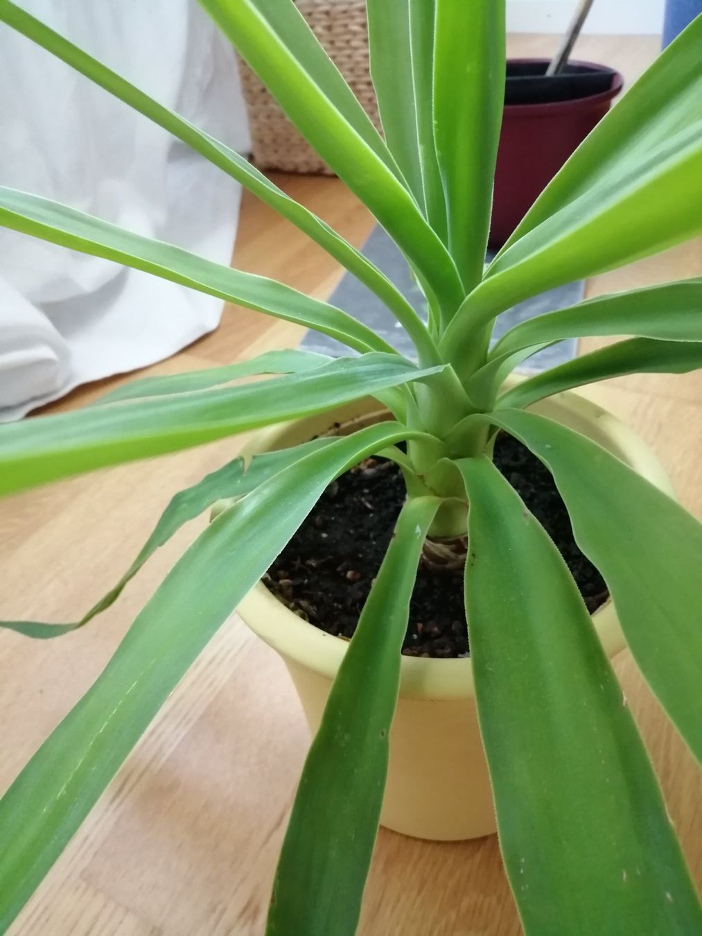 Piante & sementi: Yucca Zimmerpflanze – Usato da Windisch venduto da mer_6cjk 2