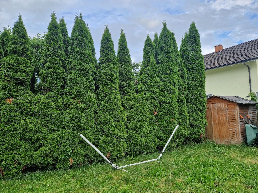 thuja d8 Thuja Hedging 8ft (240cm) Root-Balled