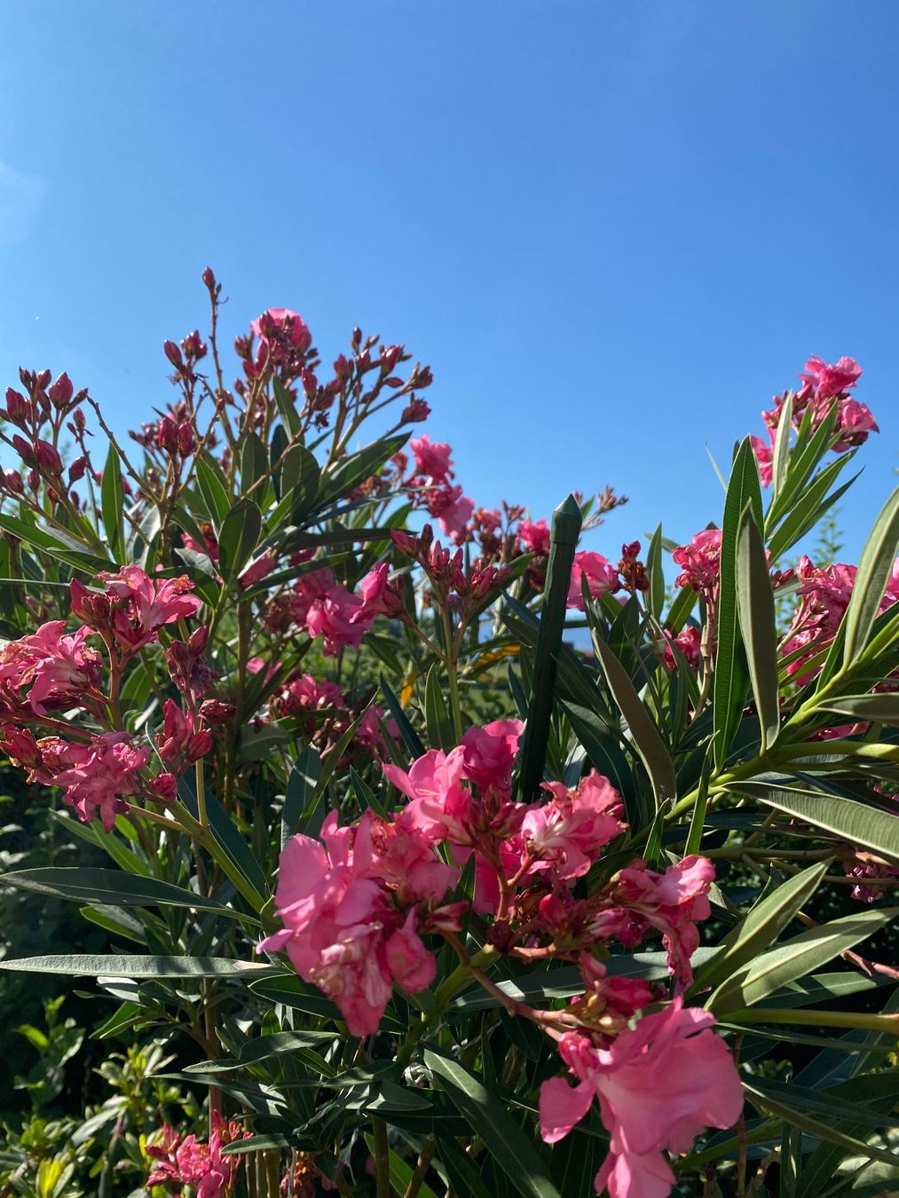 Piante & sementi: Hochstamm-Oleander pink – Usato da Hünenberg venduto da a.u.849 3