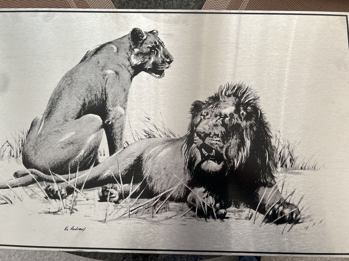 Foto & Immagini: Löwenbild auf Stainless Steel – Usato da Dübendorf venduto da Troggy