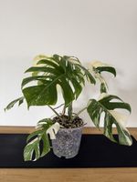 🌱Monstera deliciosa Variegata🌱 Nr. 5