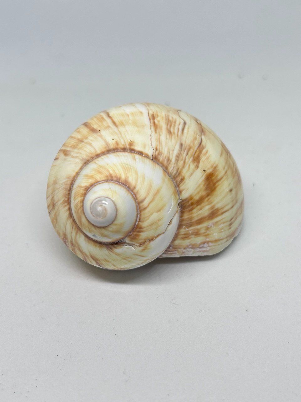 Fossili: Conchiglia Natica Vitellus 6.5 cm circa – Usato da Giubiasco venduto da LorisVale