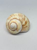 Conchiglia Natica Vitellus 6.5 cm circa