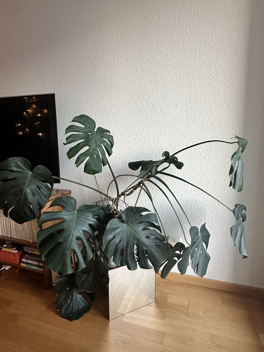 Piante & sementi: Monstera – Usato da Zürich venduto da Tingeltangelvina 1