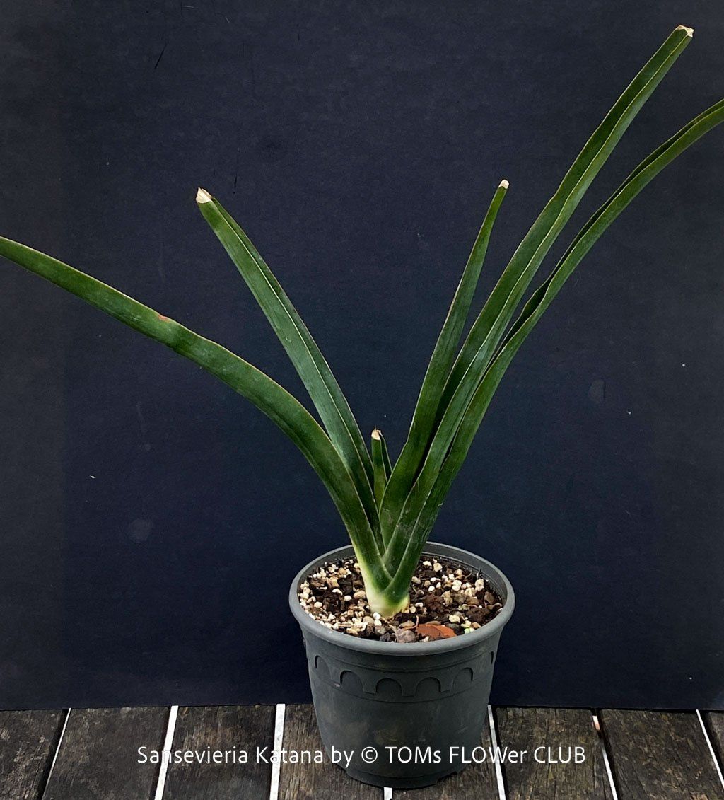 Piante & sementi: Sansevieria Katana - wunderschön Gross-Faecher-Sansevieria – Nuovo e nell'imballaggio originale da Adliswil venduto da astom369 4