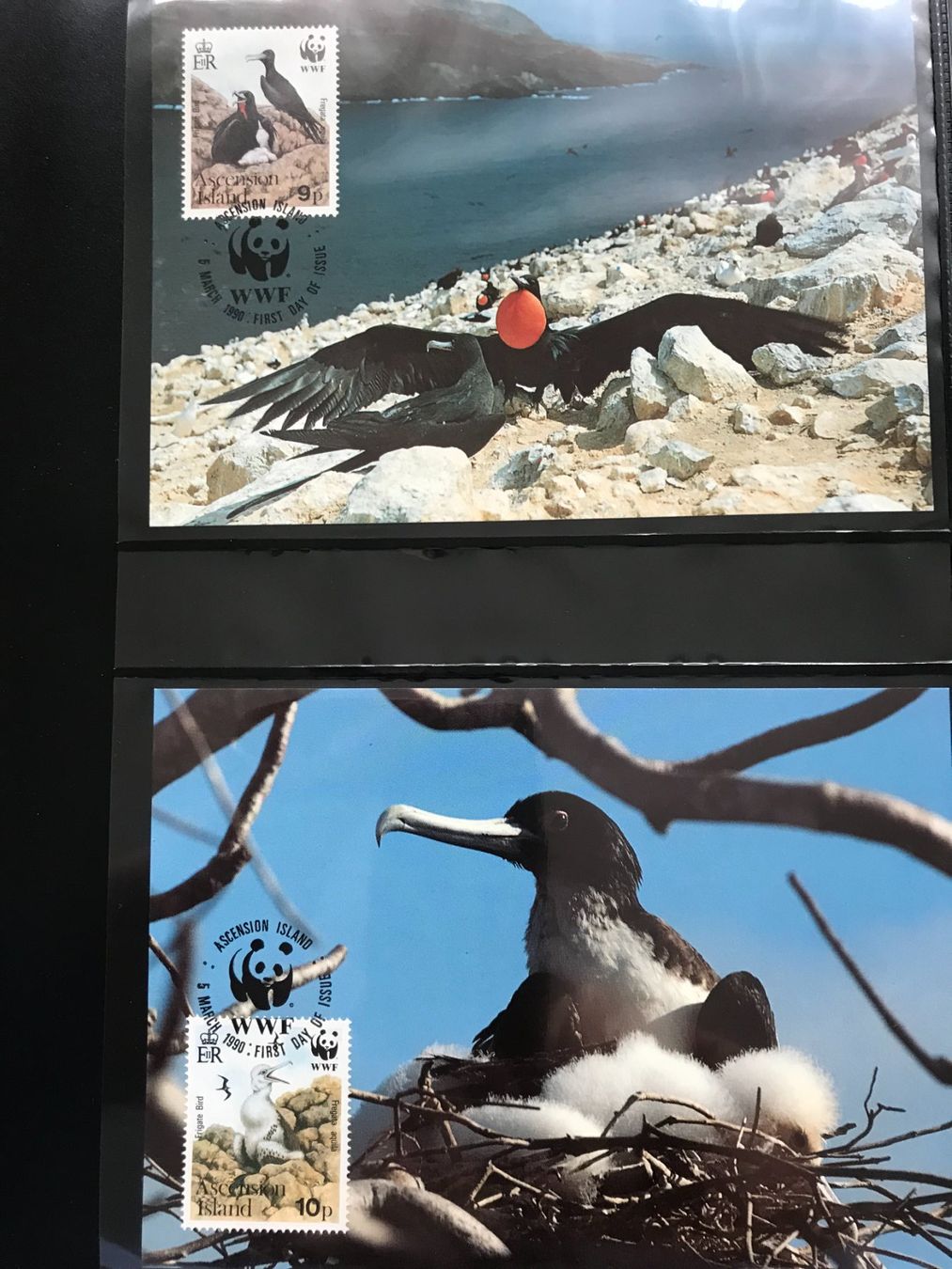 Tutti i francobolli: WWF Ascension 1990 Adlerfregattvogel Satz Maximumkarten – Nuovo (secondo la descrizione) da Liestal venduto da schnueps
