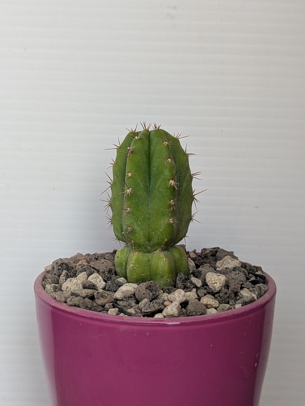 Plantes & graines: Cactus colonnare – D'occasion à Comano par che_8lc2