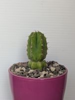 Cactus colonnare