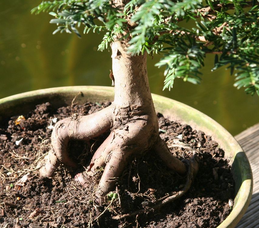 BONSAI Europäische Eibe Kaufen auf Ricardo