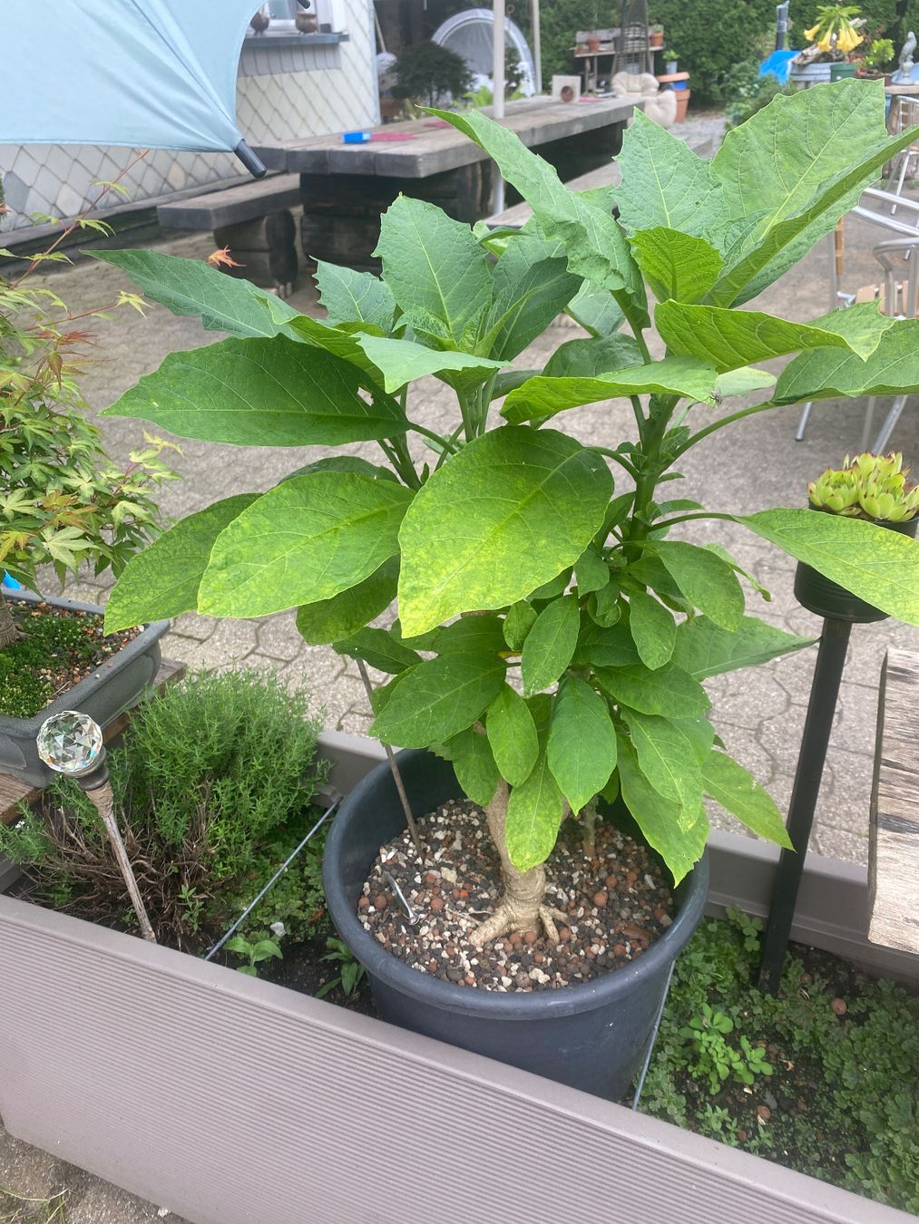 Piante & sementi: Gartenpflanzen – Usato da Krummenau venduto da Schmudel 1