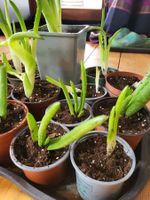 Aloe Vera bio, jeunes plants enracinés 🌱