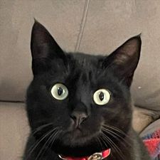 Profile image of Alepunch
