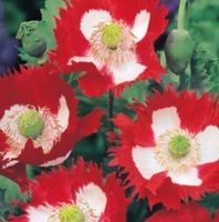50 SAMEN SELTENER SCHWEIZER MOHN  SUISSE PAVOT PAPAVERO CH