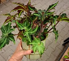 RARE "Breakdance" Begonia, D:30 cm,  im Keramiktopf