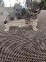 Katzenmutter mit Baby 