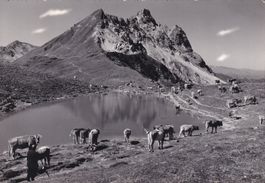 Klosters Gotschnaseeli mit Casanga und Kuhherde