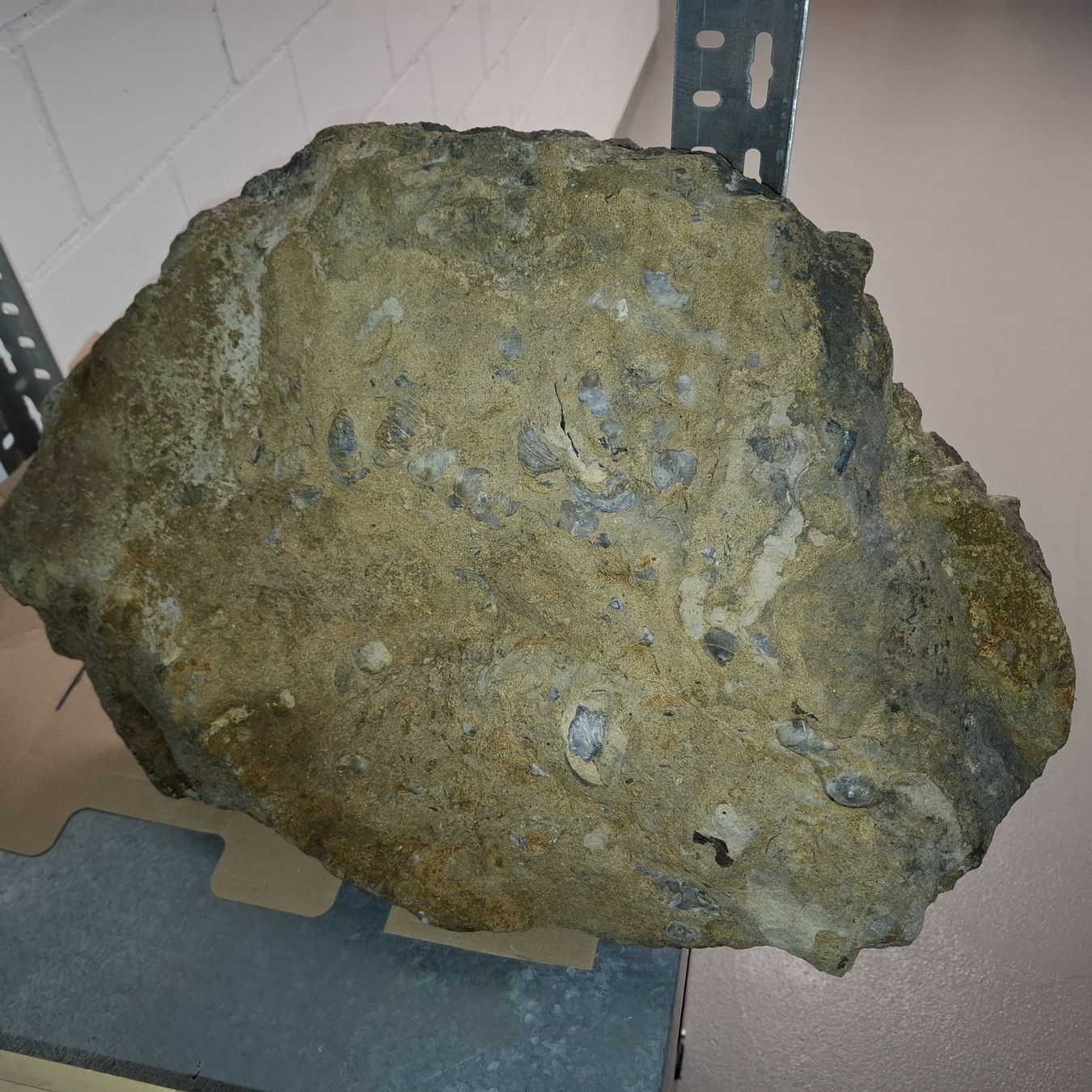 Fossili: Ammonit XXL 65cm ca. 30Kg – Nuovo (secondo la descrizione) da Pfäffikon ZH venduto da mrstone 3