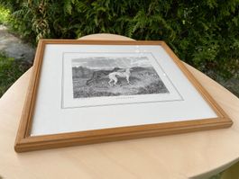 schönes Coursing Windhund Bild SWRV 1978