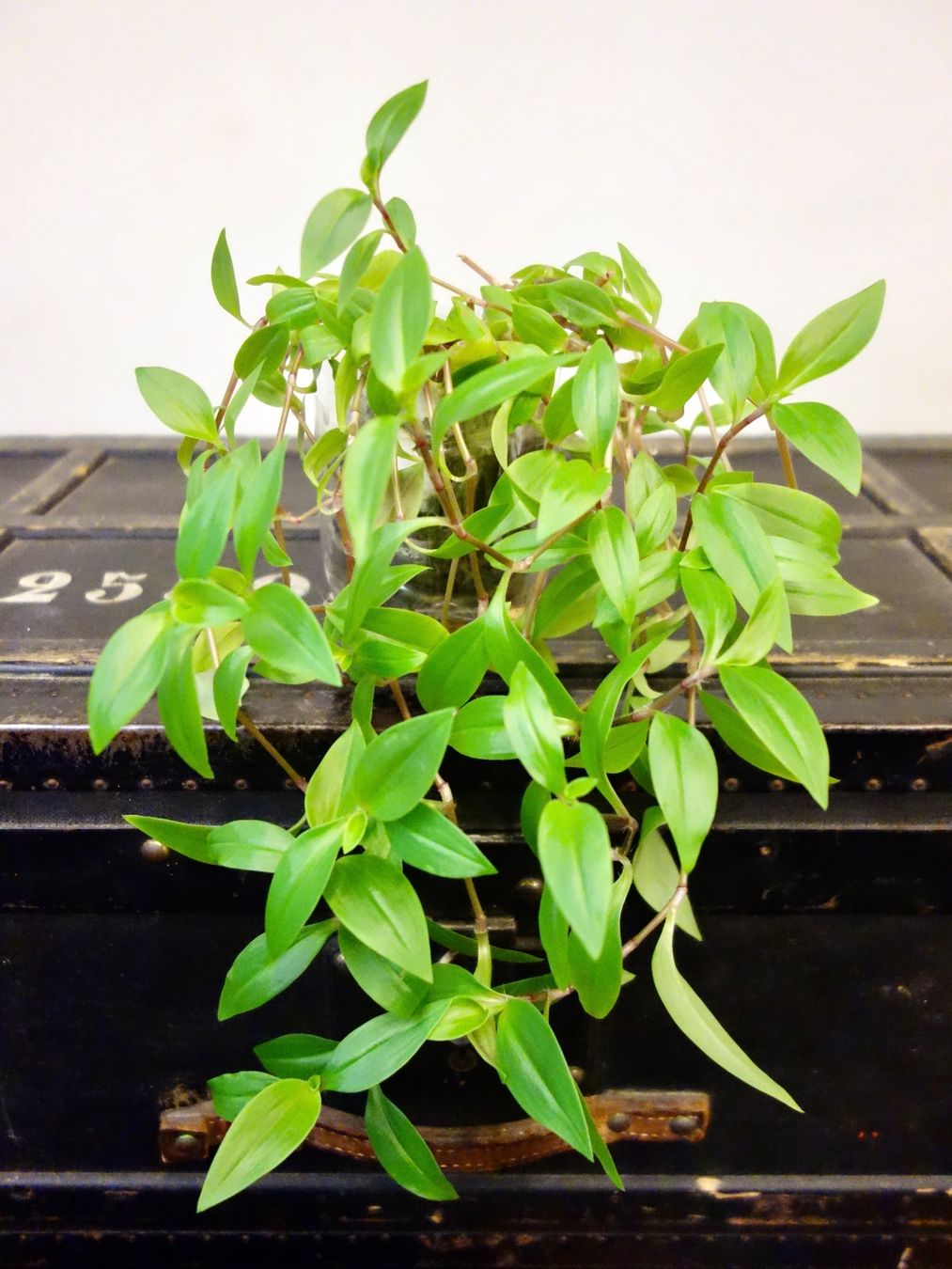 Pflanzen & Samen: Dreimasterblume Tradescantia Fluminensis – Neu und originalverpackt aus Kerzers von zimmergruen 8