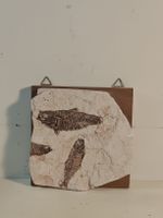 Fisch Fossil auf Holzplatte - Sammlerstück. (nov505)