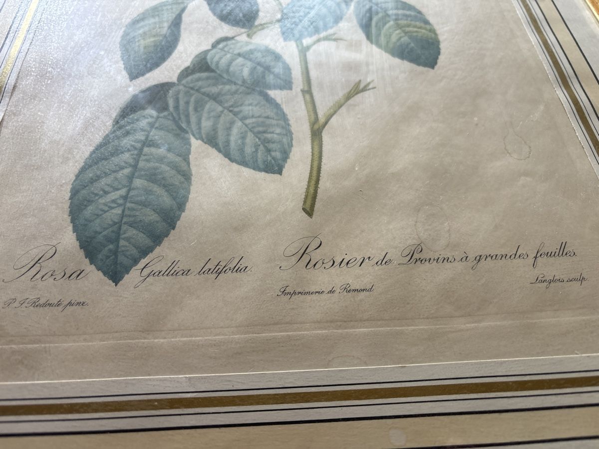 Grafica & Litografie: Pierre redouté José - 19 ème – Usato da Sion venduto da pasadena1914 2