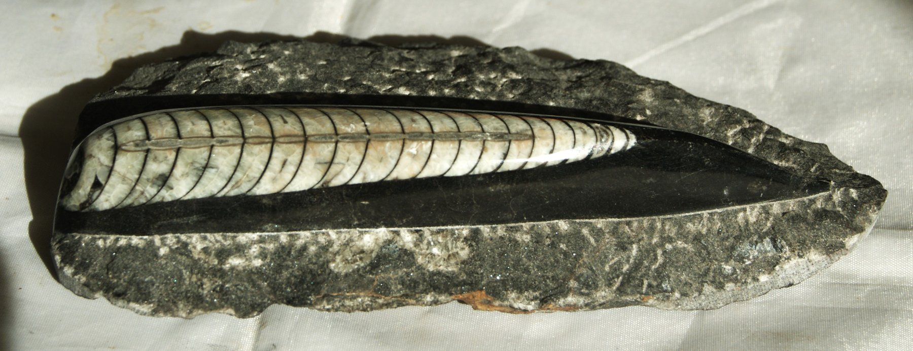Fossili: ORTHOCERAS  "KOPFFÜSSLER" – Usato da Stadel venduto da Wald100 1
