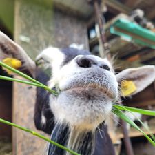 Profile image of Elia_hpy