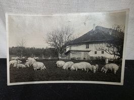 Alte Ansichtskarte Bauernhof mit Schweinen, Zürcher Land.