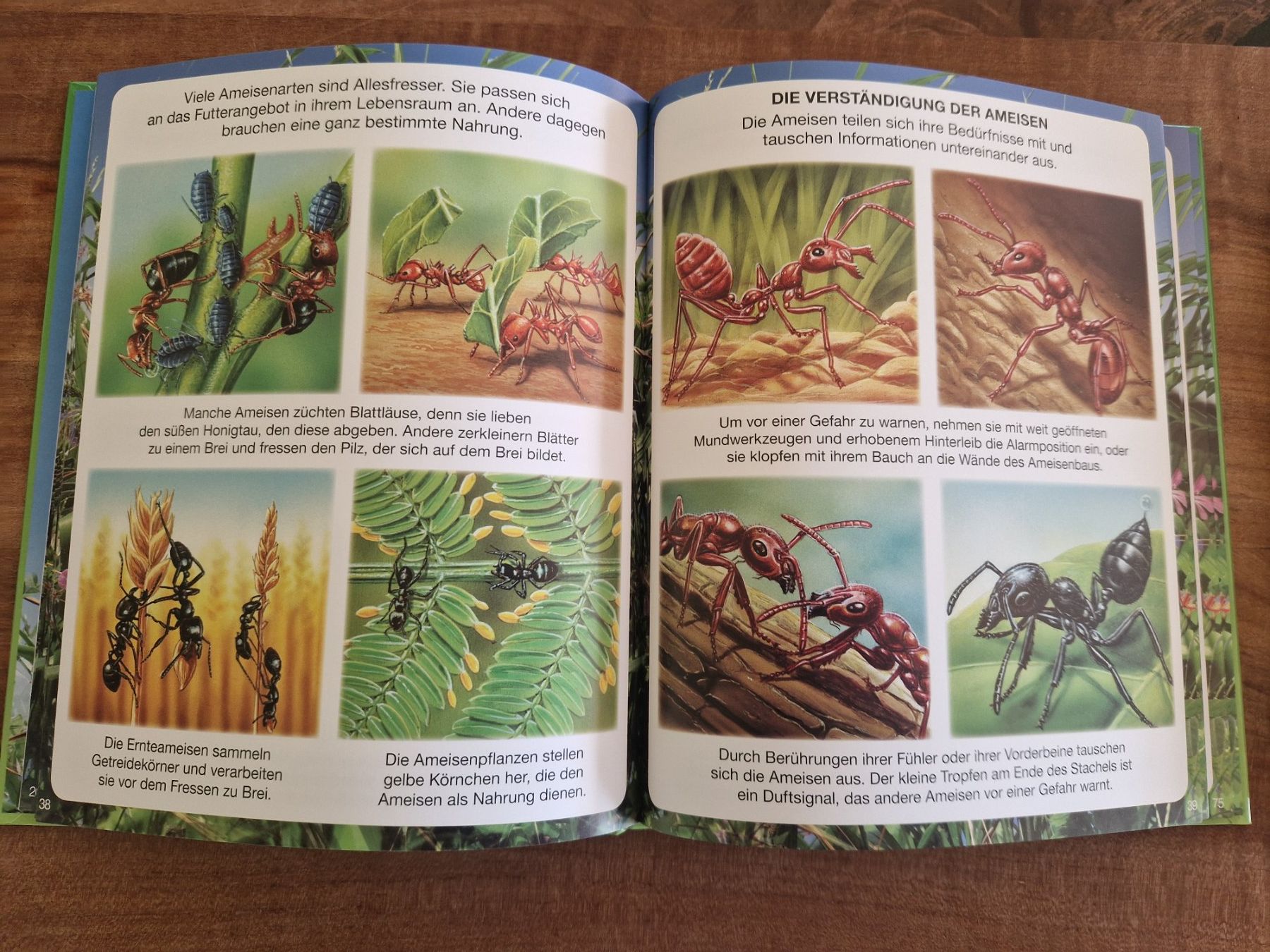 Libri: Buch / Wissensbuch "Kleine Tiere" – Usato da Giswil venduto da movo08 2