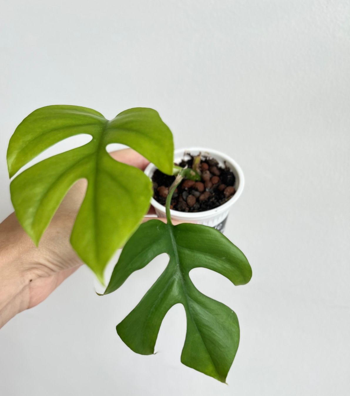 Piante & sementi: Monstera minima💚 – Usato da Glattpark(Opfikon) venduto da ste_n99y 4