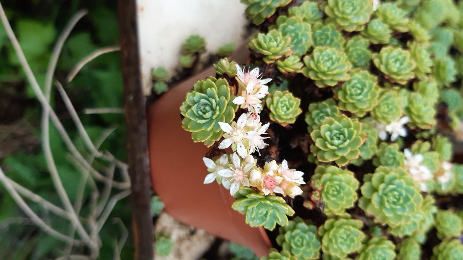 Piante & sementi: Rosenkugel Sedum Bodendecker blüht hellrosa – Usato da Ibach venduto da chaemilochhobbygarte 4