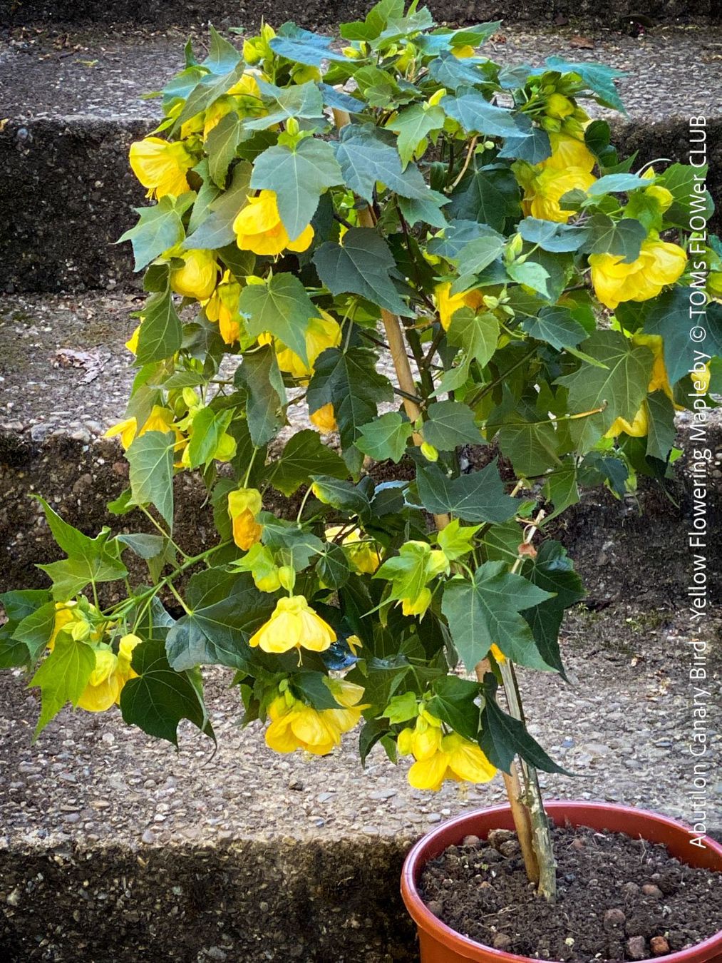 Pflanzen & Samen: Abutilon Canary Bird - Schönmalve-Bäumchen - 70cm – Neu und originalverpackt aus Adliswil von astom369 1