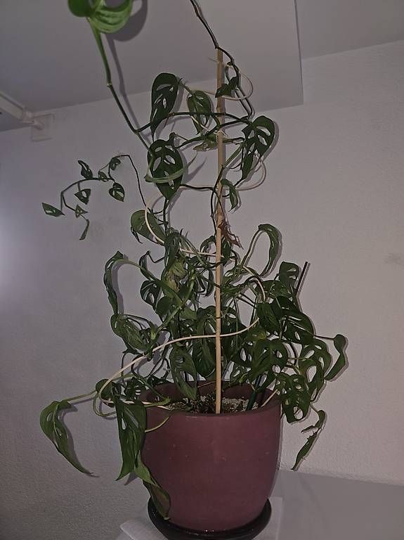 Piante & sementi: Große Monstera Monkey Mask (Adansonii) mit Topf  – Nuovo e nell'imballaggio originale da Thun venduto da iza_6nfj 2