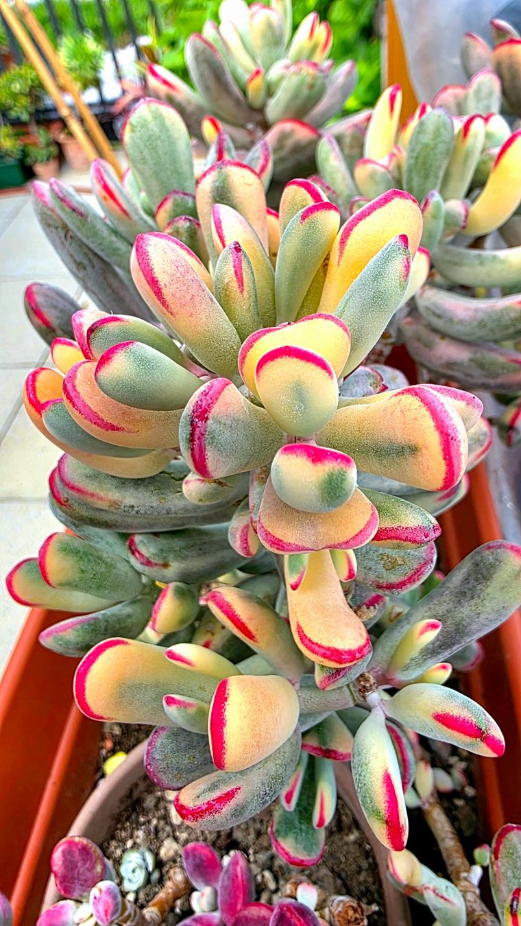 Piante & sementi: Sukkulente Cotyledon flaganii variegata – Nuovo (secondo la descrizione) da Zürich venduto da The_Plant_Wizard