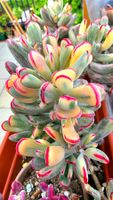 Sukkulente Cotyledon flaganii variegata