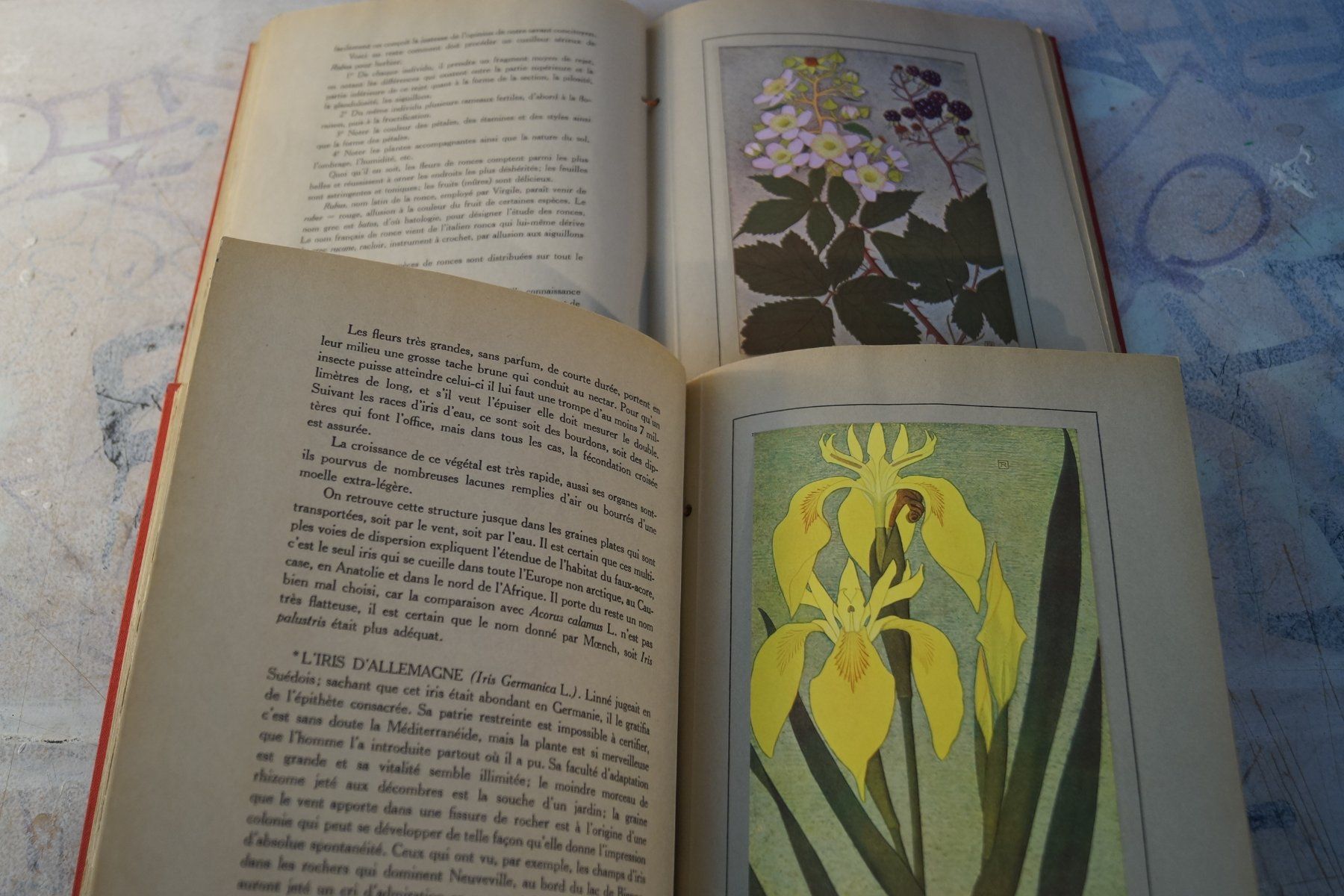 Libri: NOS FLEURS 1 & 2 Philippe Robert Henri Spinner / Suchard – Usato da Härkingen venduto da sammelbecken 4